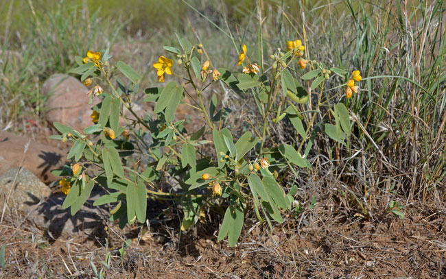 Senna bauhinioides, Twinleaf Senna Senna bauhinioides, Twinleaf Senna